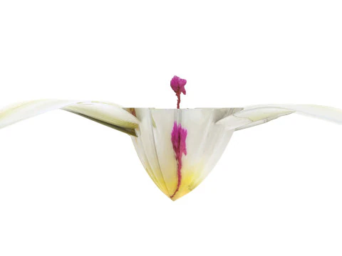 Vanilla Flower 3D Model