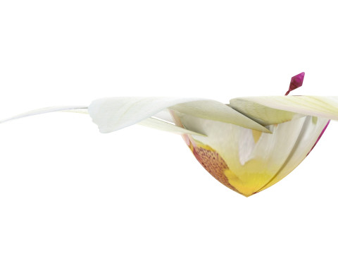 Vanilla Flower 3D Model