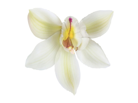 Vanilla Flower 3D Model
