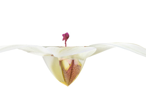 Vanilla Flower 3D Model