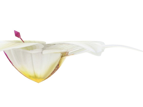 Vanilla Flower 3D Model