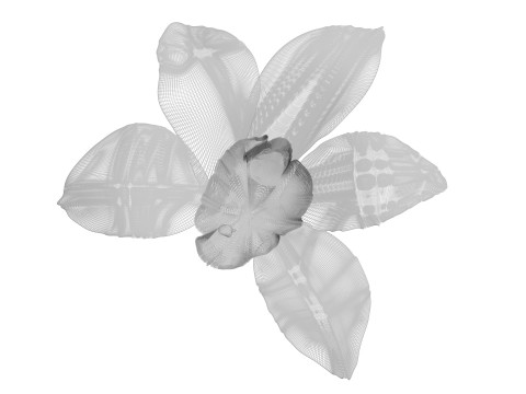 Vanilla Flower 3D Model