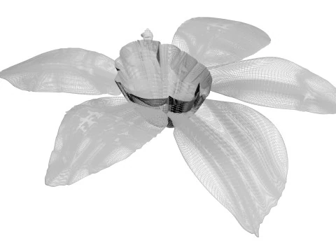 Vanilla Flower 3D Model