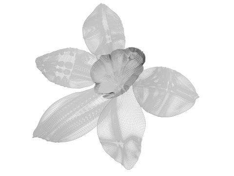 Vanilla Flower 3D Model