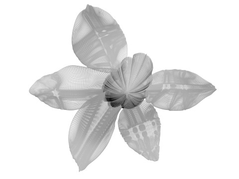 Vanilla Flower 3D Model