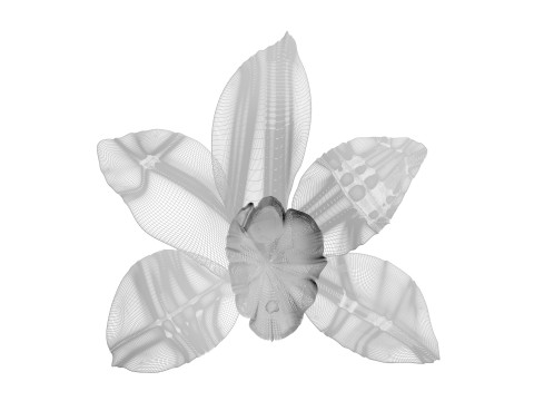 Vanilla Flower 3D Model