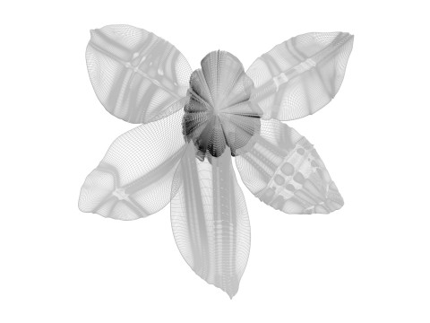 Vanilla Flower 3D Model
