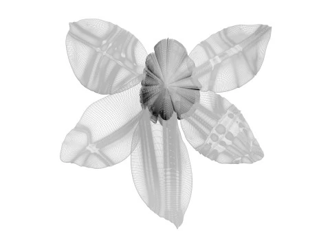 Vanilla Flower 3D Model