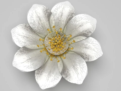 Vanilla Flower 3D Model