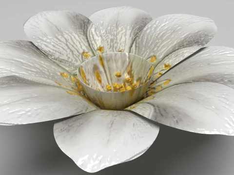 Vanilla Flower 3D Model