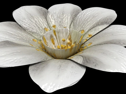 Vanilla Flower 3D Model