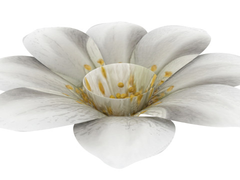 Vanilla Flower Modelo 3D