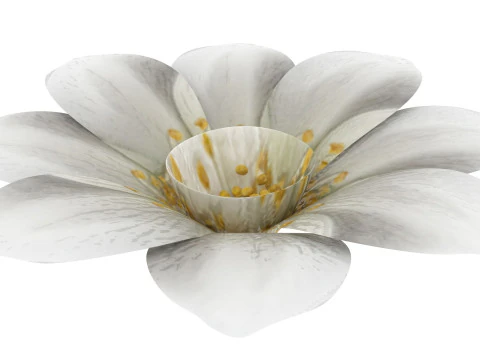 Vanilla Flower 3D Model