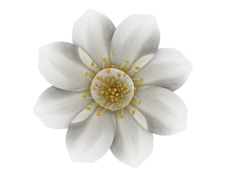 Vanilla Flower Modelo 3D