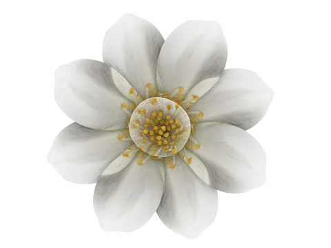 Vanilla Flower 3D Model