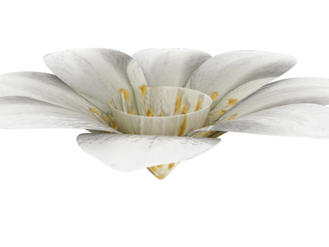 Vanilla Flower Modelo 3D
