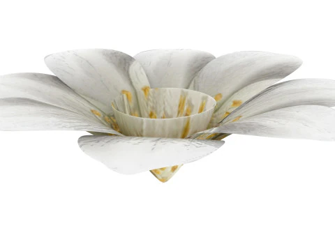 Vanilla Flower 3D Model