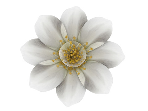 Vanilla Flower Modelo 3D