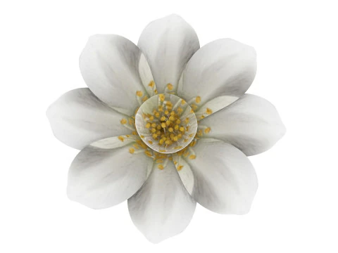 Vanilla Flower 3D Model