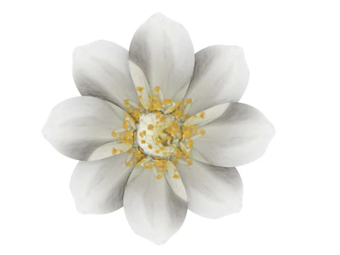 Vanilla Flower 3D Model