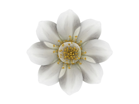 Vanilla Flower Modelo 3D