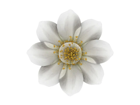 Vanilla Flower 3D Model