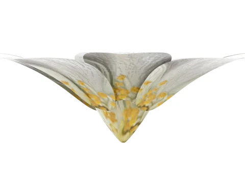 Vanilla Flower 3D Model