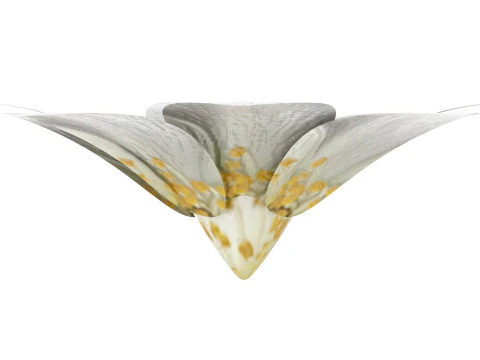 Vanilla Flower 3D Model