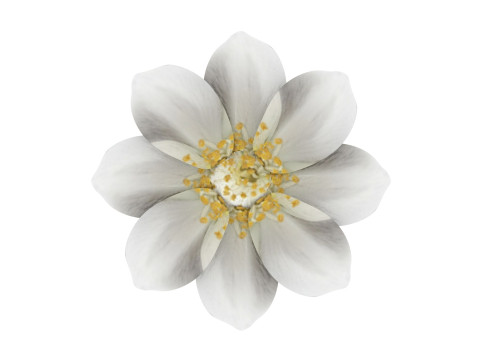Vanilla Flower Modelo 3D