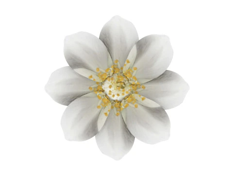 Vanilla Flower 3D Model