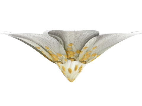 Vanilla Flower Modelo 3D