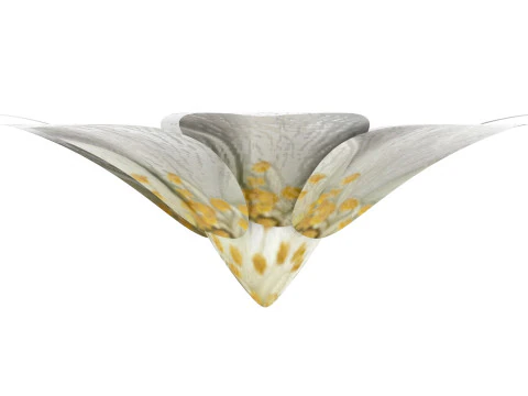 Vanilla Flower 3D Model