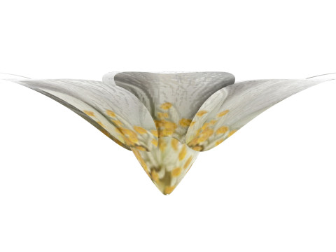 Vanilla Flower Modelo 3D