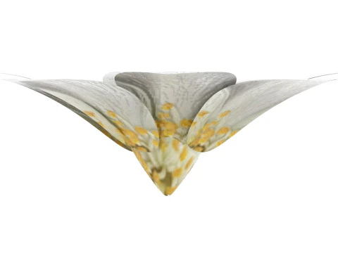 Vanilla Flower 3D Model