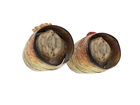 Eggplant Roll Modelo 3D