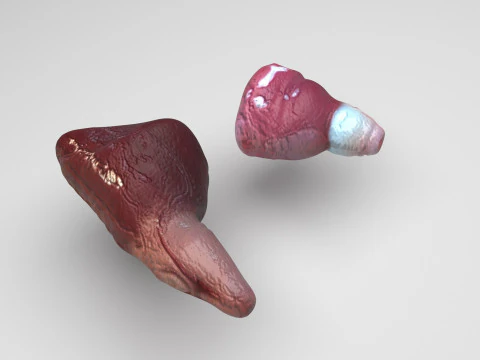 フィッシュハート 3Dモデル