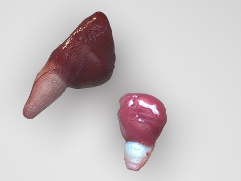 Fish Heart Modelo 3D