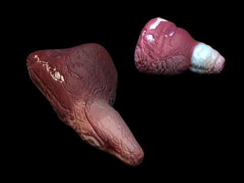Fish Heart Modelo 3D