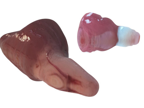 Fish Heart Modelo 3D