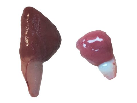 Fish Heart Modelo 3D
