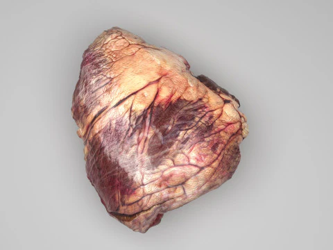 Beef Heart 3D Model