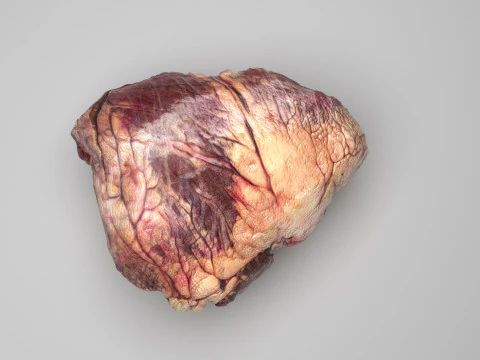 Beef Heart 3D Model