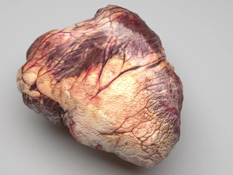 Beef Heart 3D Model
