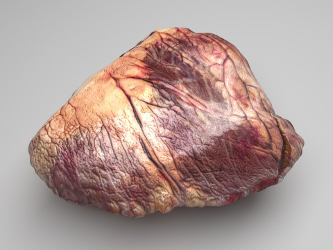 Beef Heart 3D 모델