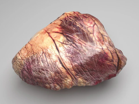 Beef Heart 3D Model