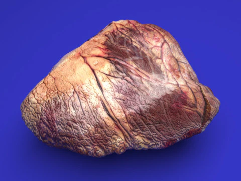 Beef Heart 3D Model