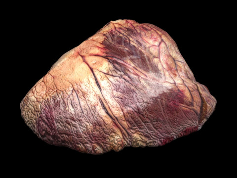 Beef Heart 3D 모델