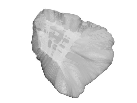Beef Heart 3D Model