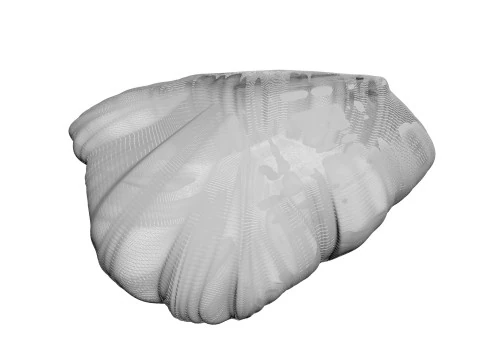 Beef Heart 3D Model
