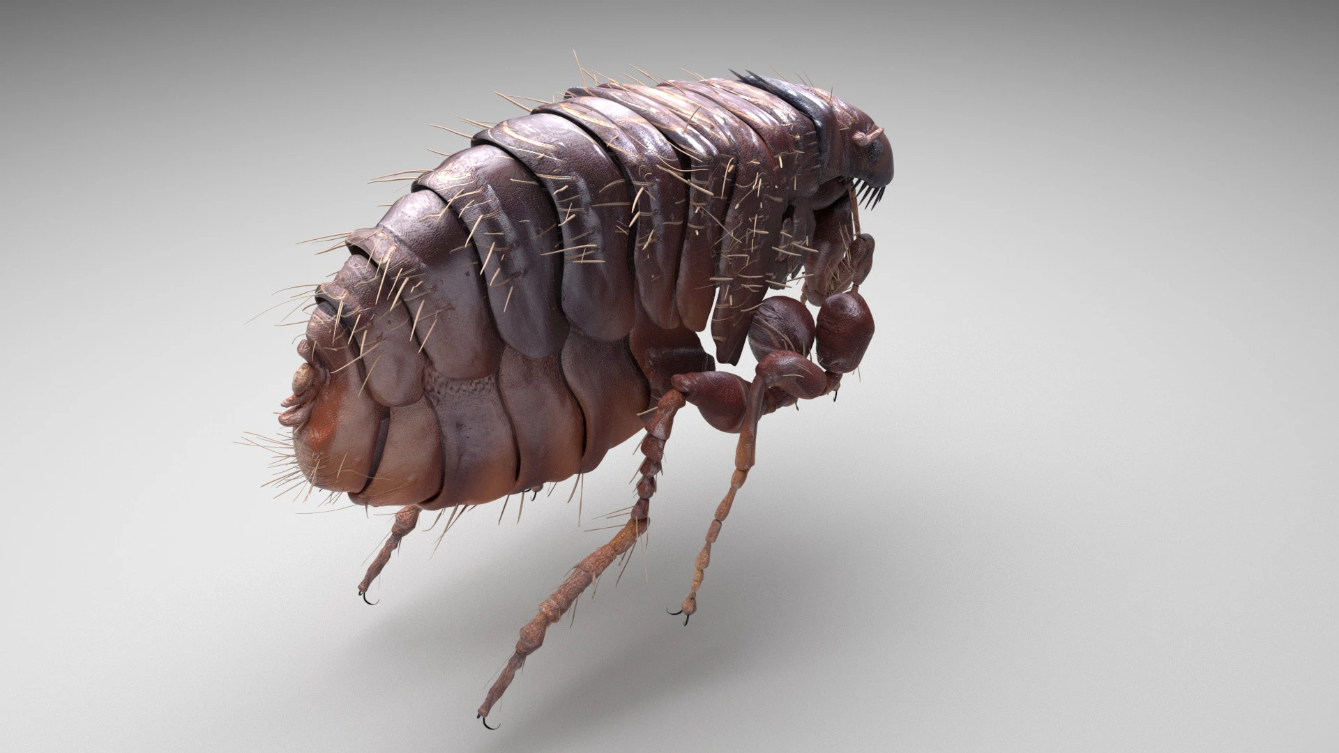 Jumping Flea 3D Model .c4d .max .obj .3ds .fbx .stl .blend 